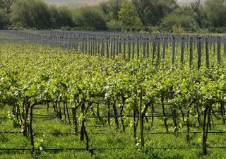 Vendimia 2026 cerca de Buenos Aires: cinco propuestas enotur&iacute;sticas imperdibles para disfrutar de vi&ntilde;edos bonaerenses