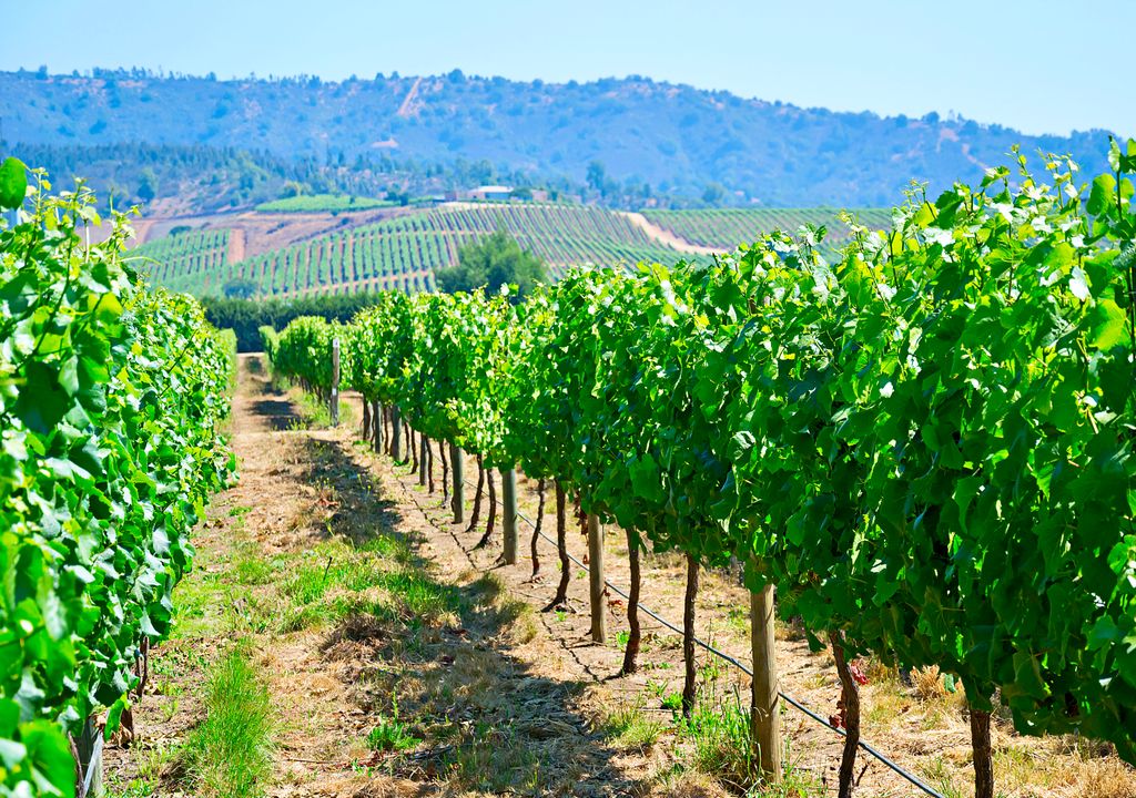 Viñedos del Valle de Casablanca, Chile. Viñedos del Valle de Casablanca, Chile.