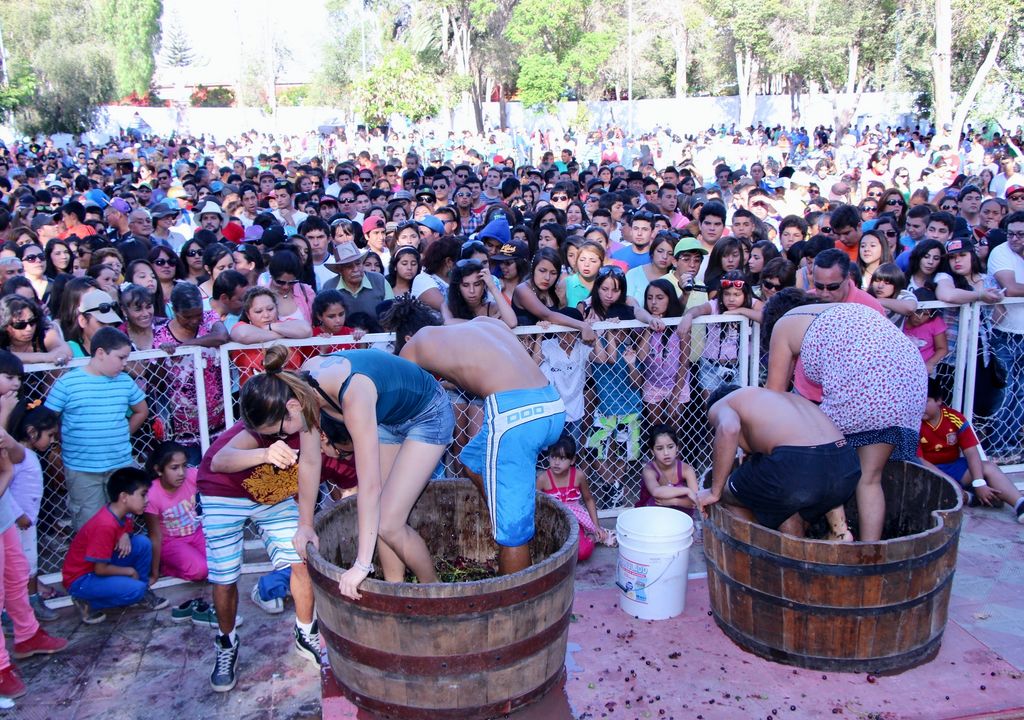 Pisado de uva en la Fiesta de la Vendimia de Vicuña.
