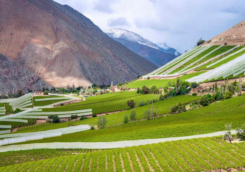 Viñedo en el Valle del Elqui, Chile.