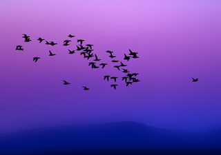 ¿Ventanas asesinas? El truco de 1 minuto para salvar de la muerte a miles de pájaros