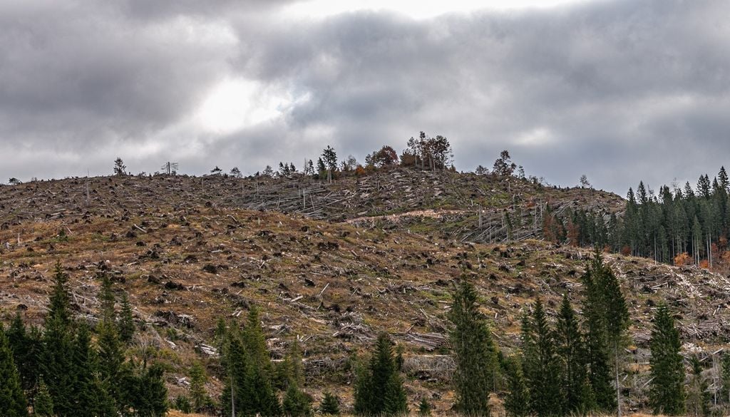 La devastazione causata da venti fortissimi sulle foreste delle Alpi nord-orientali.
