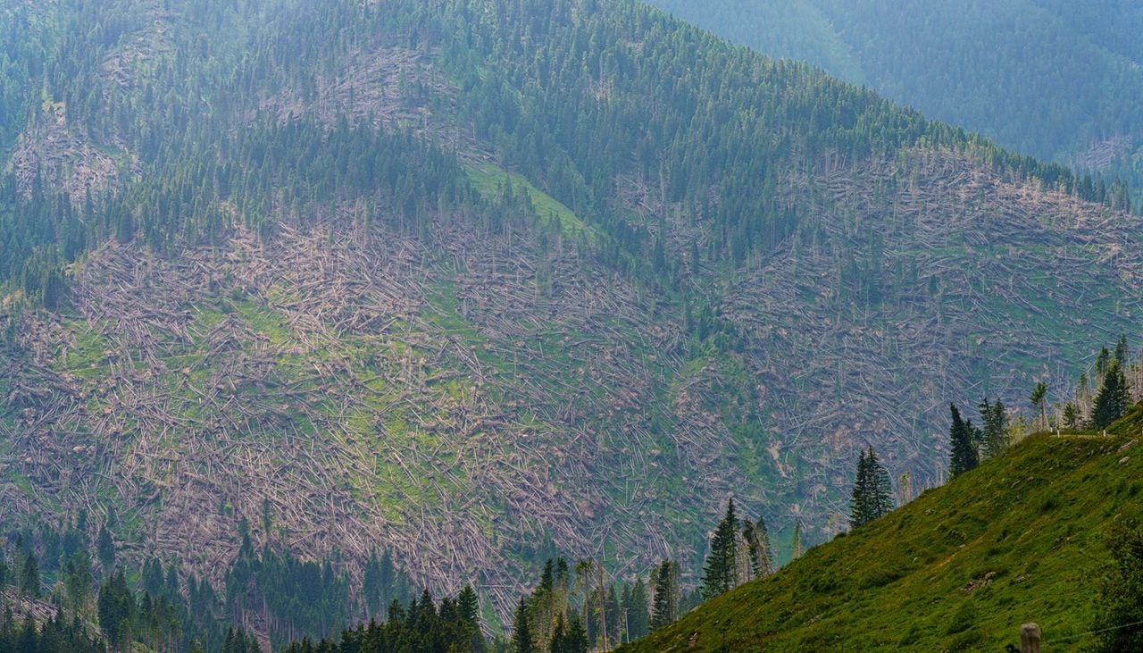 Enormi superfici di bosco sulle Alpi italiane vennero devastate da venti fino a 200 km/h. Furono alcuni degli effetti della tempesta Vaia, che causò anche esondazioni e almeno 16 vittime in Italia.