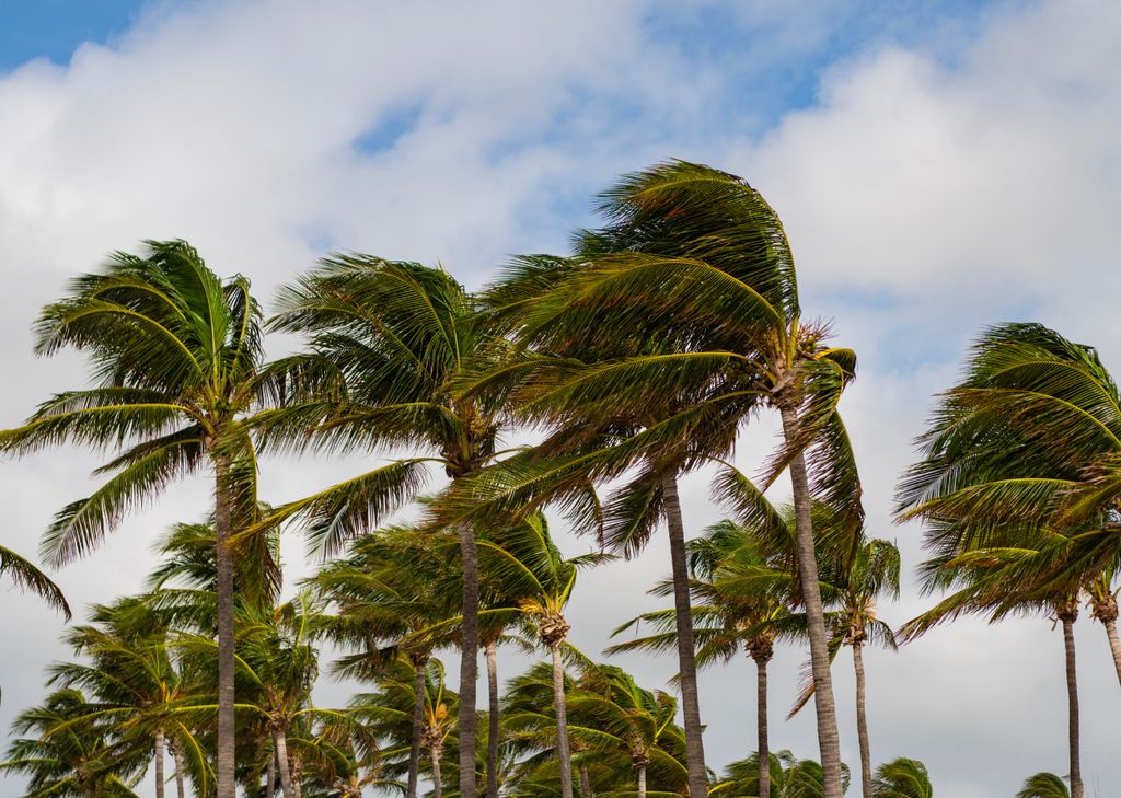 Palmeiras balançam devido as fortes rajadas de vento registradas no Rio Grande do Sul. Palmeiras balançam devido as fortes rajadas de vento registradas no Rio Grande do Sul.