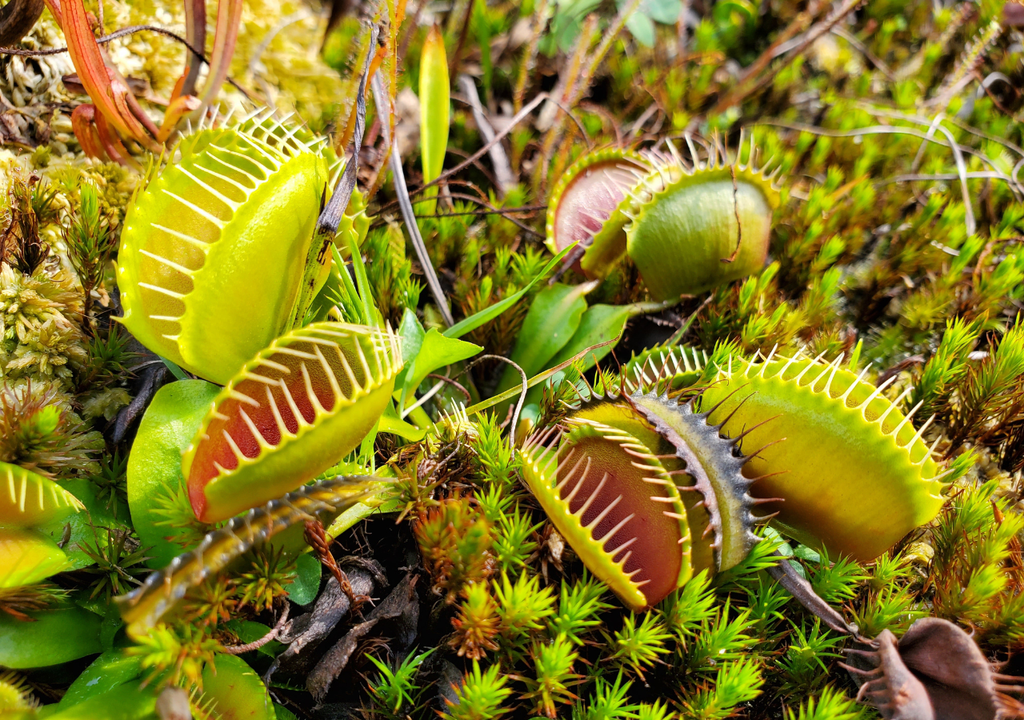 La venus atrapamoscas solo es nativa de una pequeña región del sureste de Estados Unidos y no crece de forma silvestre en ningún otro lugar del mundo.