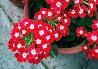 Verbena: esplosione di colore e resistenza al caldo