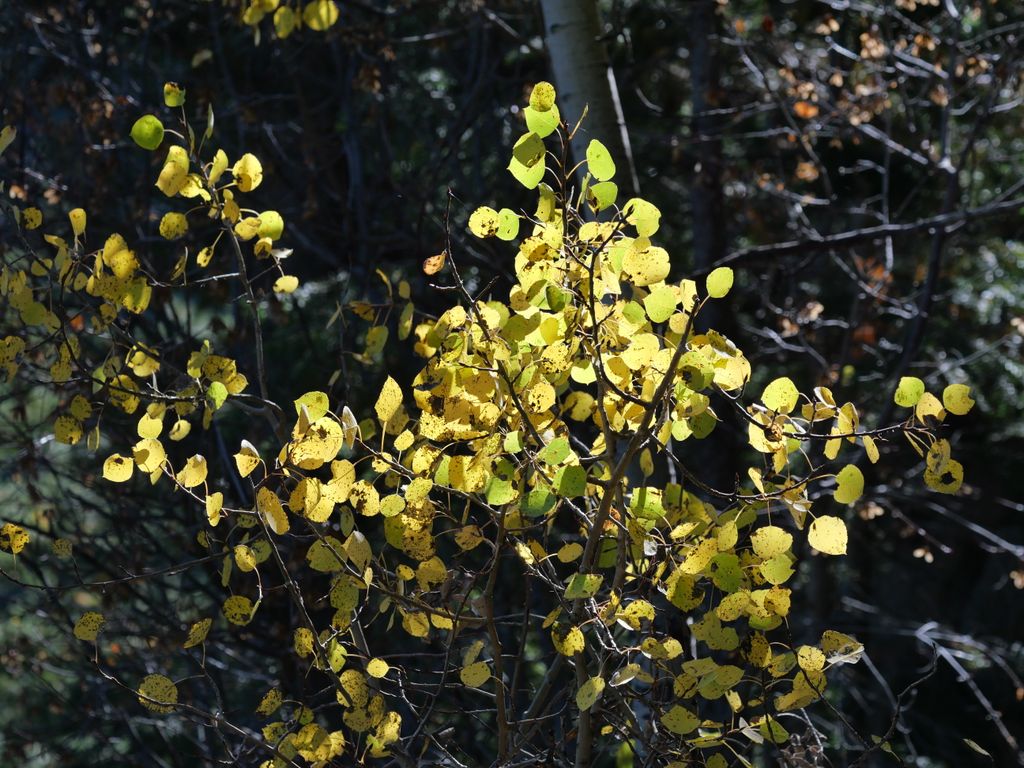 Zitterpappel Zitterpappel