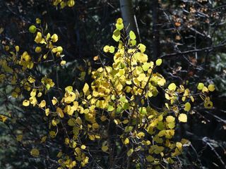 Verbündeter gegen den Klimawandel: Diese einst geschmähte Art ist Baum des Jahres 2026