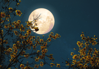 Fact or fiction: Does the moon affect plants?