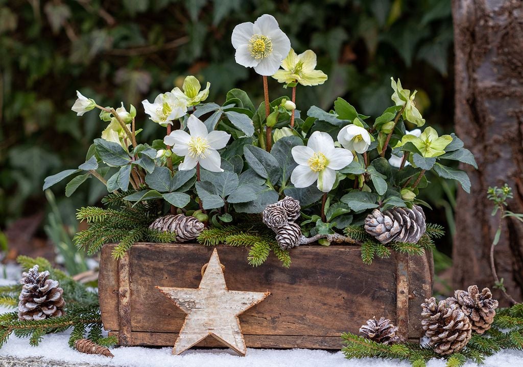 Piante invernali Piante invernali