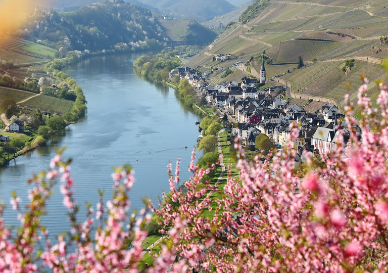 Verfr&uuml;hter Fr&uuml;hling in Rheinland-Pfalz als "Fr&uuml;hwarnsignal": Wetterlage 2026 und Klimawandel setzen Winzer unter Druck
