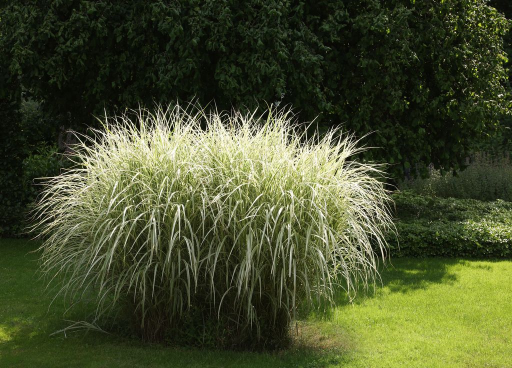 Miscanthus