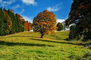 Véritable plongeon dans l'automne !