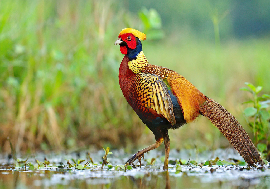 Gold- / Lady-Amherst-Fasanen, Kopffedern, Sichtfeld, Männchen