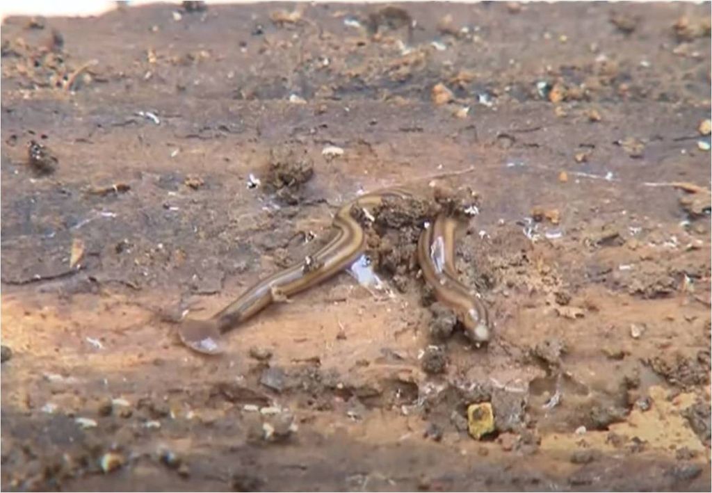 gusano cabeza de martillo encontrado en una área urbana de Brasil gusano cabeza de martillo encontrado en una área urbana de Brasil