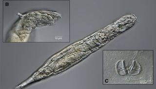 &ldquo;Verme zumbi&rdquo; congelado h&aacute; 24 mil anos em permafrost siberiano volta &agrave; vida e se reproduz
