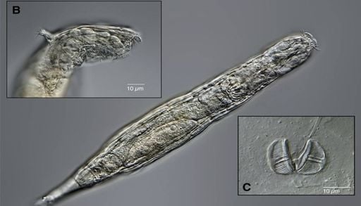 &ldquo;Verme zumbi&rdquo; congelado h&aacute; 24 mil anos em permafrost siberiano volta &agrave; vida e se reproduz