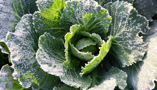 Vernaliza&ccedil;&atilde;o: o frio de que algumas plantas precisam para florir