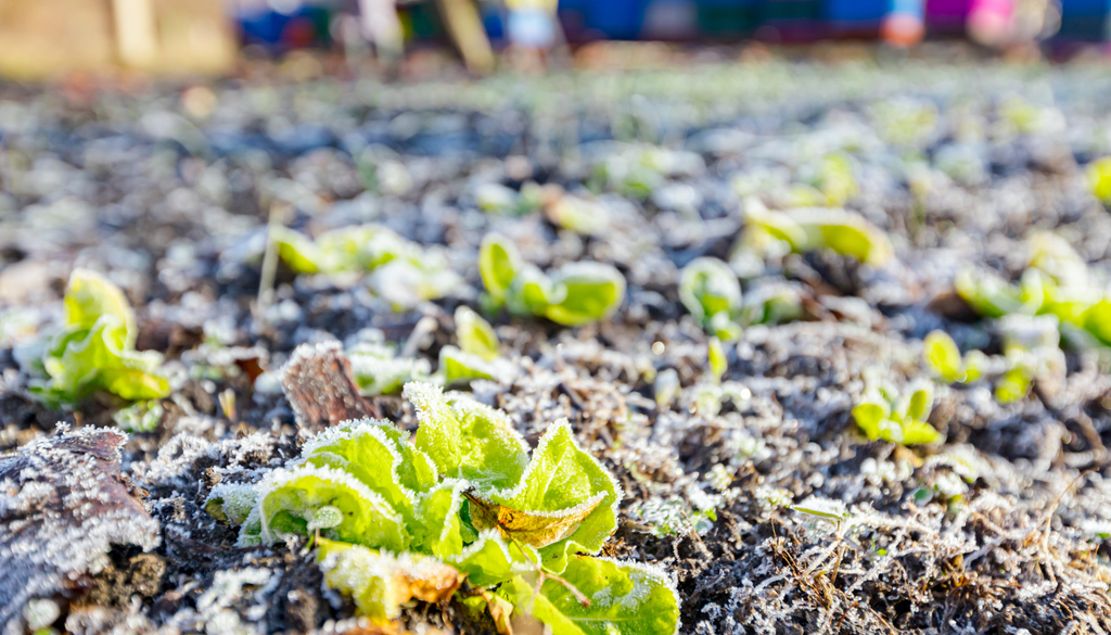 Plantas ainda pequenas de mais para registarem o frio, a razão pela qual as datas de sementeira contam.