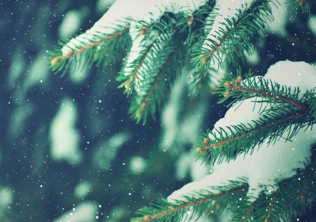 abeto, agujas, nieve