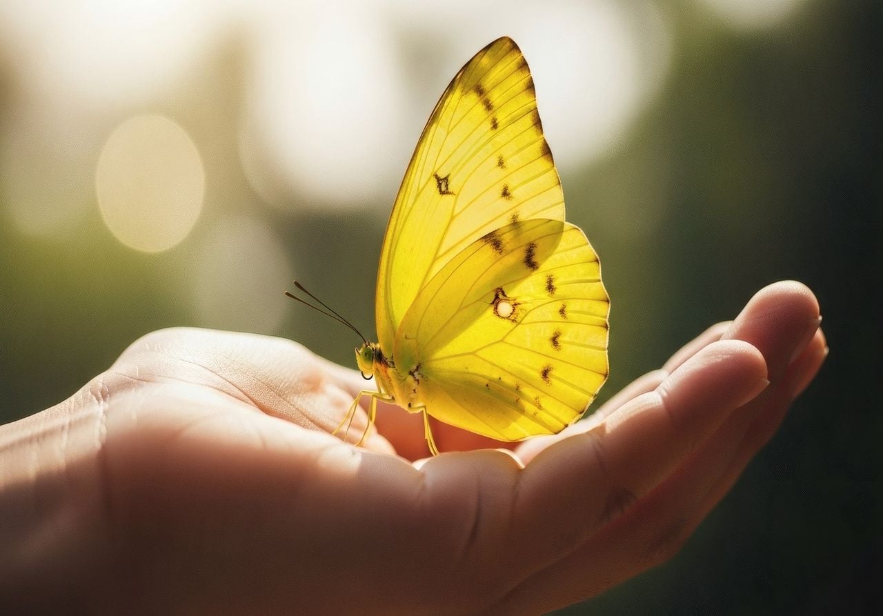 Schmetterlinge sind schöne Frühlingsboten (Foto: Adobe Stock)