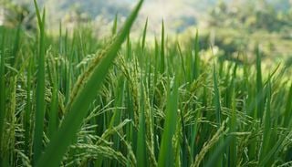 Verr&uuml;ckte Studie: Wie Reis auf Regen reagiert