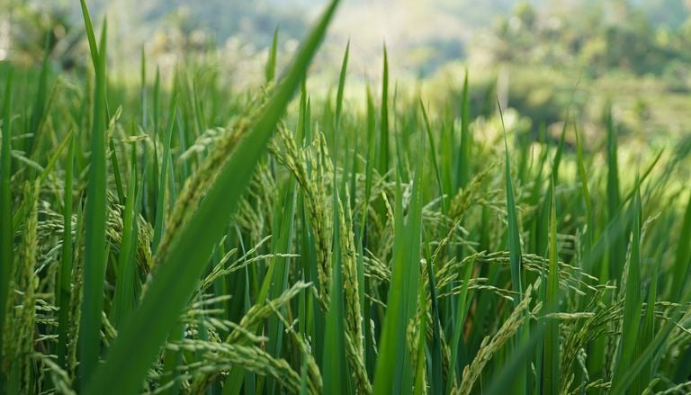 Un estudio ins&oacute;lito: c&oacute;mo reacciona el arroz ante la lluvia
