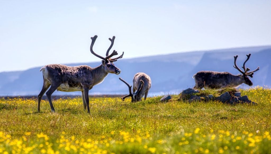 Norvegia renne Renne al pascolo d'estate, tra i prati fioriti nel Finnmark