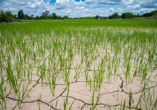 Torna El Ni&ntilde;o: temperature pi&ugrave; alte ed eventi estremi, cosa cambier&agrave; in Italia