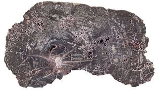 Versteinertes Holz aus dem Kyffh&auml;user deckt 300 Millionen Jahre Erdgeschichte auf