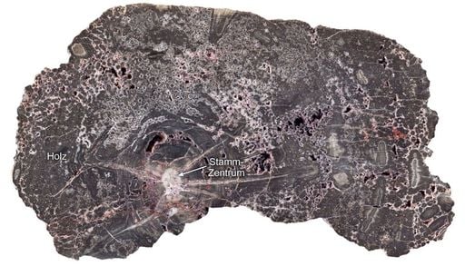 Versteinertes Holz aus dem Kyffh&auml;user deckt 300 Millionen Jahre Erdgeschichte auf