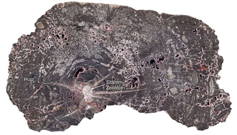 Versteinertes Holz aus dem Kyffh&auml;user deckt 300 Millionen Jahre Erdgeschichte auf