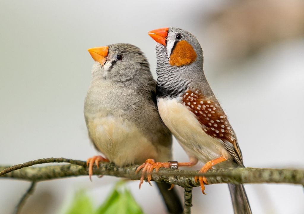 Zebrafinken reagieren schneller, häufiger und konsequenter auf Rufe bekannter Artgenossen als auf unbekannte Rufe. Bild: MPI für biologische Intelligenz/Axel Griesch