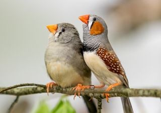 Vertrautheit: Soziale N&auml;he beeinflusst, wie Zebrafinken miteinander kommunizieren