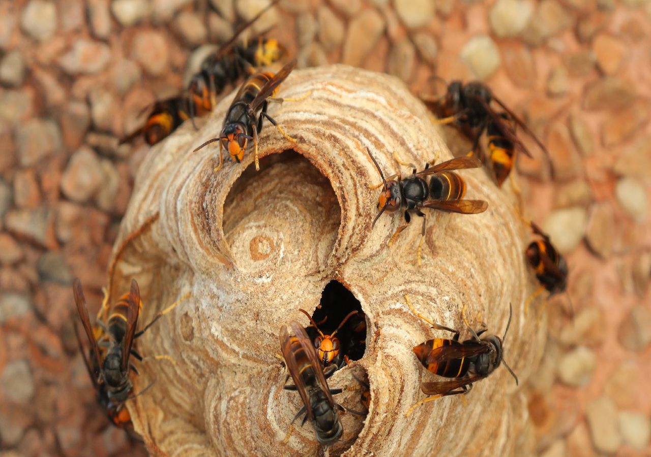 luta contra a vespa asiática: o que é um larvicida? – abelhas à beira