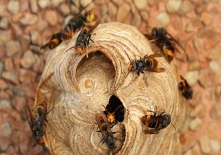 Asian hornets: a dizzying invasion that leaves Europe on edge