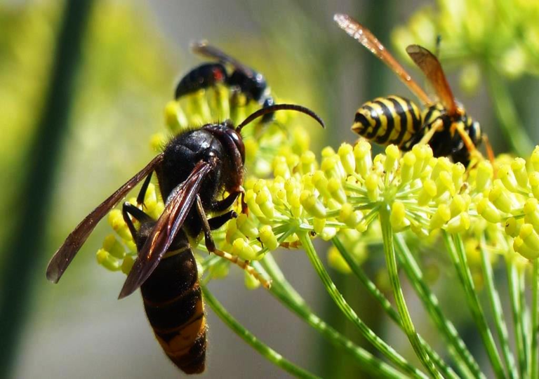 luta contra a vespa asiática: o que é um larvicida? – abelhas à beira