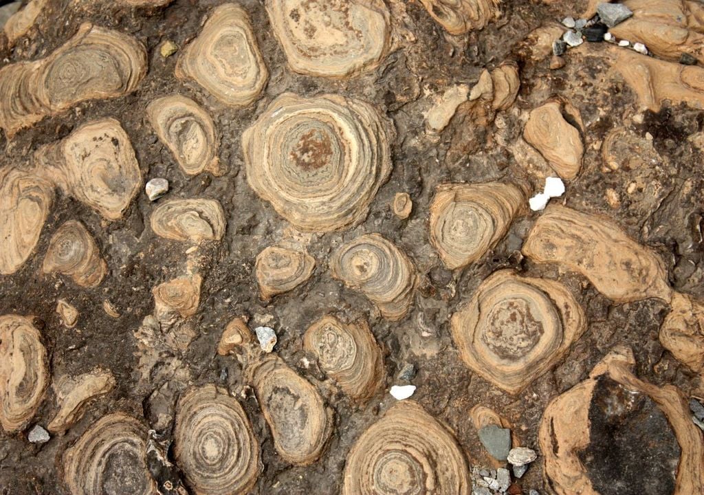 Fossiles de stromatolites dans un glacier erratique déversé dans le Parc des Laurentides, près de Laterrière. Il provient du lac Albanel, au nord-est de Chibougamau, au Québec. Le morceau de roche appartient maintenant au Jardin géologique de l'Université Laval, depuis son don par Jean-Guy Belley en 2003. Wikipedia sous licence Creative Commons Attribution-Share Alike 3.0.