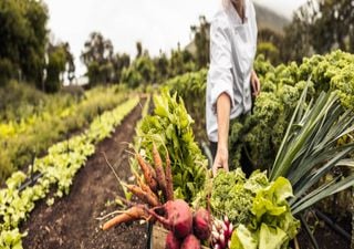 Via Campesina quer “proibição definitiva” da compra de produtos agrícolas abaixo dos custos de produção