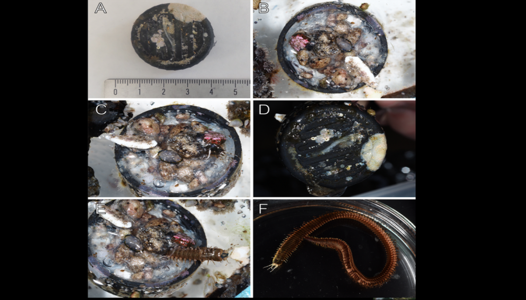 Una tapa de botella de plástico de 3,5 cm formó un microecosistema flotante. (A) Vista exterior de la tapa con una regla para referencia de escala. (B, C) Interior lleno del tubo de un gusano poliqueto y diversos organismos adheridos. (D) Vista posterior. (E, F) El gusano poliqueto Eunice bipapillata, que construyó la estructura tubular que sustentaba el pequeño ecosistema. Crédito: Jimi et al., 2026