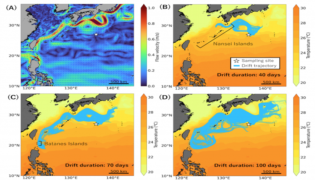 Simulaciones de corrientes oceánicas que trazan las posibles rutas de deriva de la tapa de botella. (A) Corrientes superficiales oceánicas en el Pacífico noroccidental, mostrando el sistema de la corriente de Kuroshio y el sitio de muestreo (estrella). (B, C, D) Simulaciones de deriva hacia atrás en el tiempo a 40, 70 y 100 días, mostrando posibles puntos de origen de la tapa. La simulación de 70 días (C) traza la trayectoria hasta la región de las islas Batanes, cerca del norte de Filipinas. Los colores de fondo muestran la temperatura media de la superficie del mar. Crédito: Jimi et al., 2026