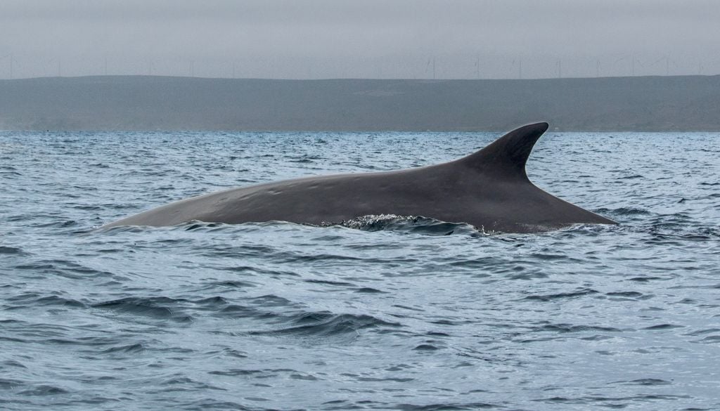 Ballena de aleta en Chañaral de Aceituno.
