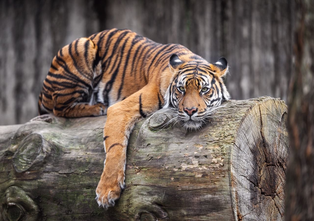 Qué mejor para desconectar que la Reserva de Tigres de Corbett, donde las notificaciones del móvil dejan paso al rugido de un tigre y a los sonidos de la selva.