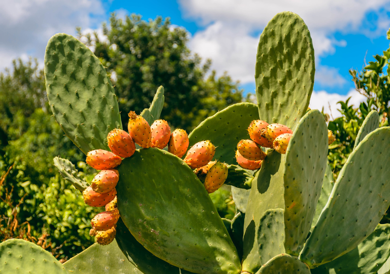 The prickly pear: Learn the curiosities of a fruit that crosses borders