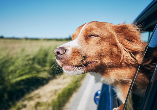 Viajes pet friendly: las razones y los servicios por los que hoy es m&aacute;s f&aacute;cil que nunca viajar con tus mascotas