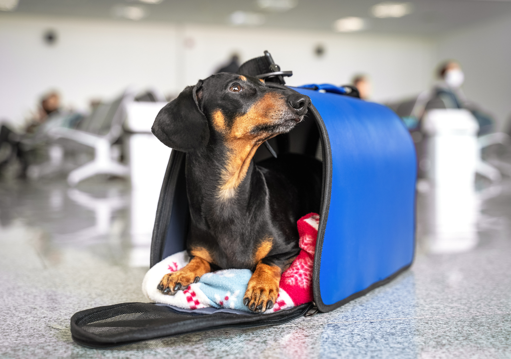 Viaja con tu mascota en avión, tren o crucero Los circuitos de agilidad y los campos seguros para caminar también se están convirtiendo en instalaciones en los hoteles que admiten perros.
