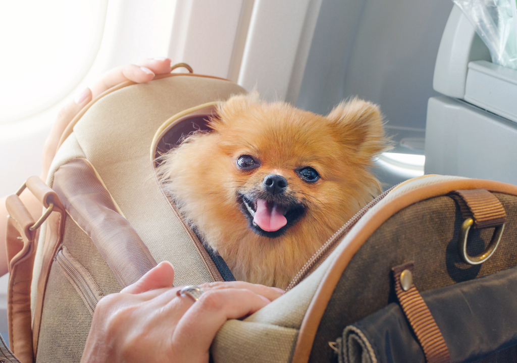 Viaja con tu mascota de manera más segura Los animales también requieren un control veterinario y documentación adicional para viajar en avión.