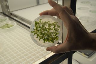 Vida en condiciones superextremas