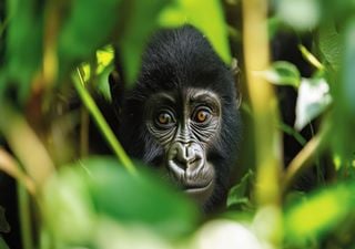 El informe de WWF revela que la vida silvestre ha ido desapareciendo a un ritmo exponencial en los últimos 50 años