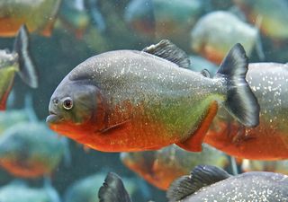 Vida selvagem em destaque: nova espécie de piranha descoberta na América do Sul